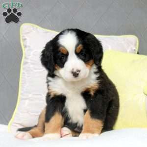 Sharlees, Bernese Mountain Dog Puppy