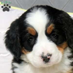 Sharlees, Bernese Mountain Dog Puppy