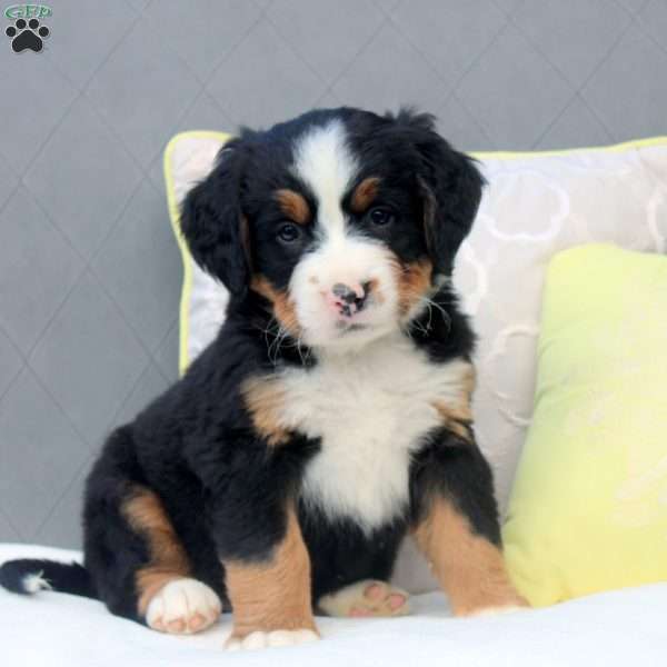 Shawn, Bernese Mountain Dog Puppy
