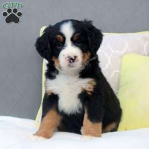Shawn, Bernese Mountain Dog Puppy