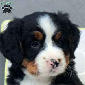 Shawn, Bernese Mountain Dog Puppy