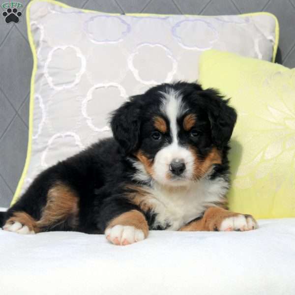 Sheila, Bernese Mountain Dog Puppy