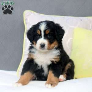 Sheila, Bernese Mountain Dog Puppy