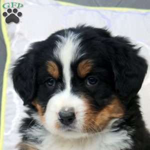 Sheila, Bernese Mountain Dog Puppy