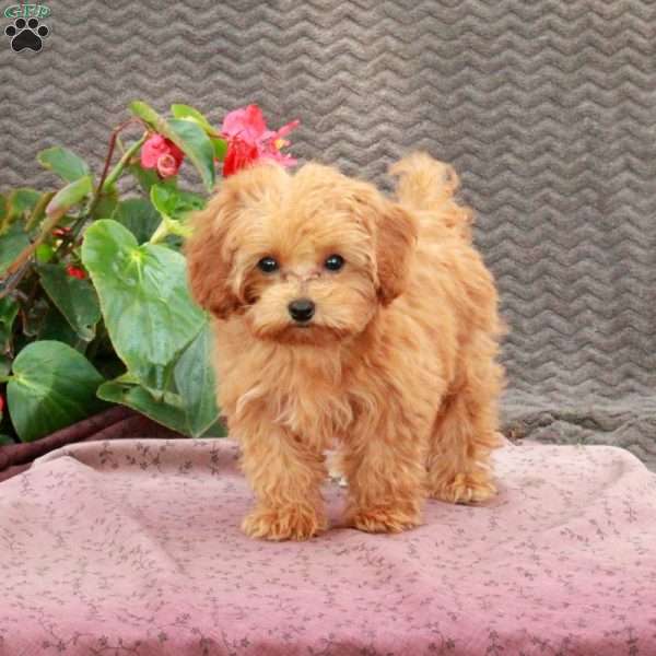 Shelby, Toy Poodle Puppy