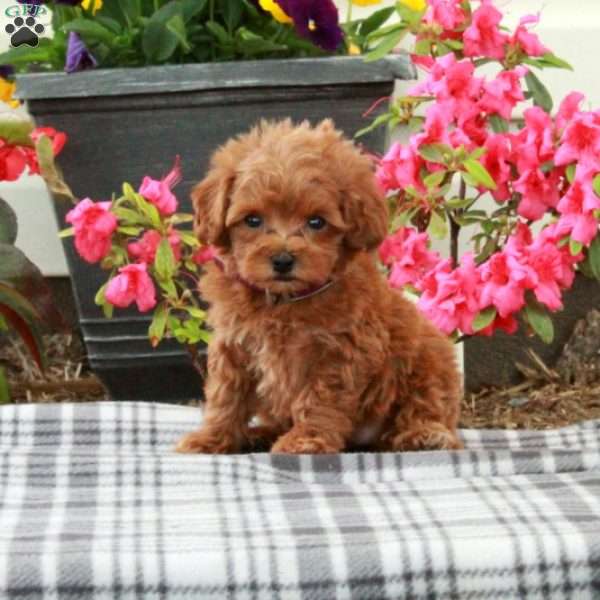 Shelby, Toy Poodle Puppy