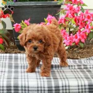 Shelby, Toy Poodle Puppy
