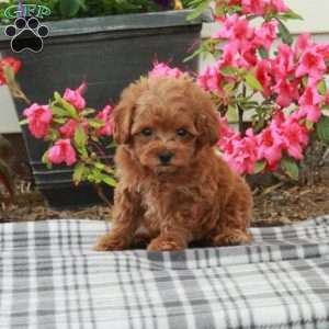 Shelby, Toy Poodle Puppy
