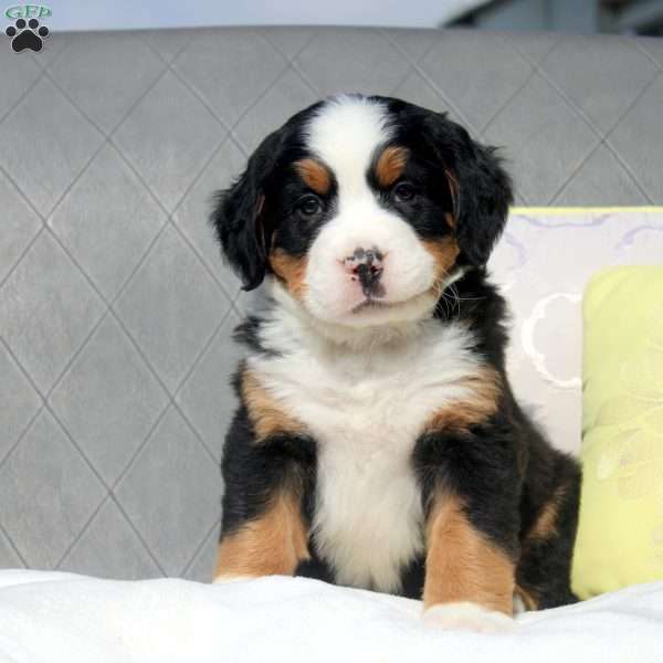Sheldon, Bernese Mountain Dog Puppy