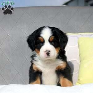 Sheldon, Bernese Mountain Dog Puppy