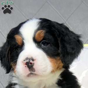 Sheldon, Bernese Mountain Dog Puppy