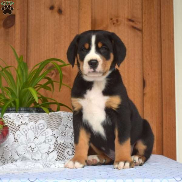 Sheriff, Greater Swiss Mountain Dog Puppy