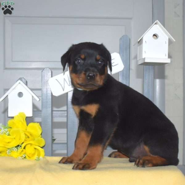 Sheriff, Rottweiler Puppy