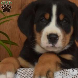 Sheriff, Greater Swiss Mountain Dog Puppy