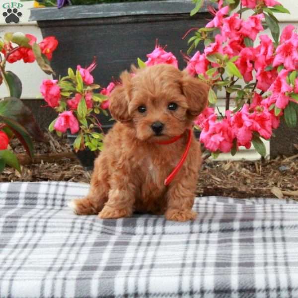 Shiloh, Toy Poodle Puppy