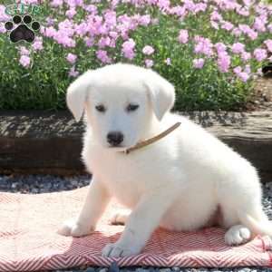Shiloh, German Shepherd Puppy