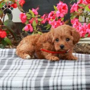 Shiloh, Toy Poodle Puppy