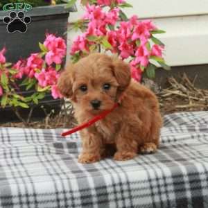 Shiloh, Toy Poodle Puppy