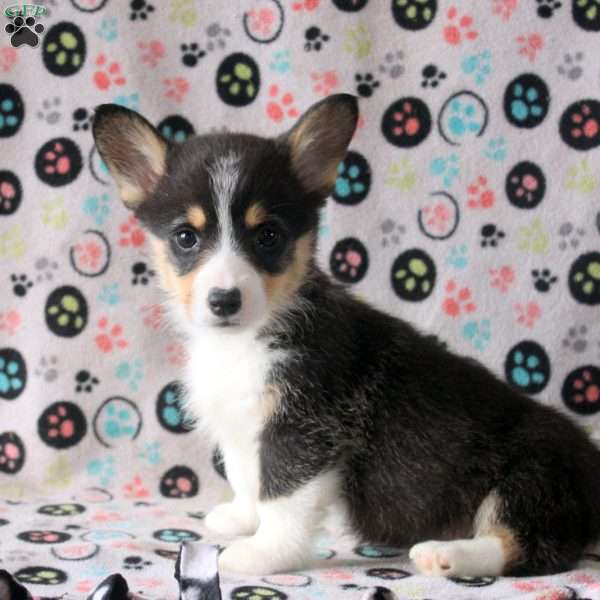 Sienna, Pembroke Welsh Corgi Puppy