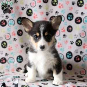 Sienna, Pembroke Welsh Corgi Puppy
