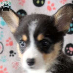 Sienna, Pembroke Welsh Corgi Puppy