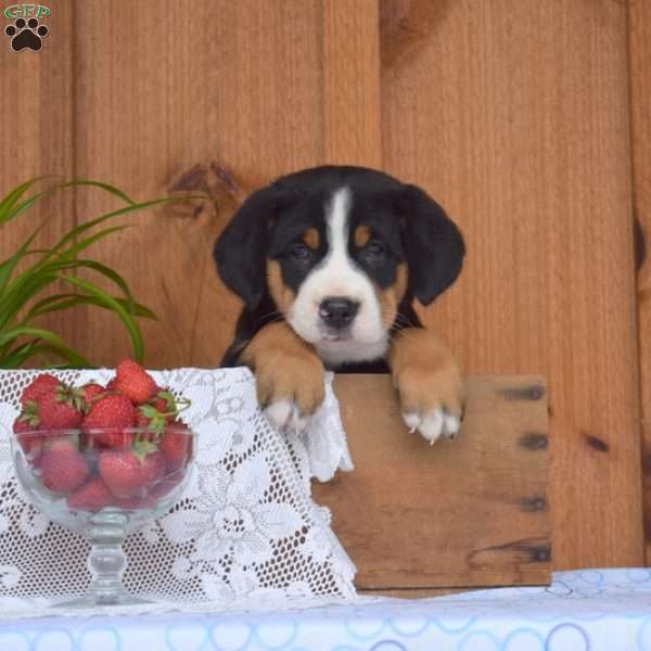 Sierra, Greater Swiss Mountain Dog Puppy
