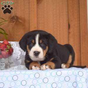 Sierra, Greater Swiss Mountain Dog Puppy