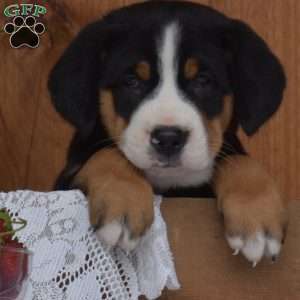 Sierra, Greater Swiss Mountain Dog Puppy