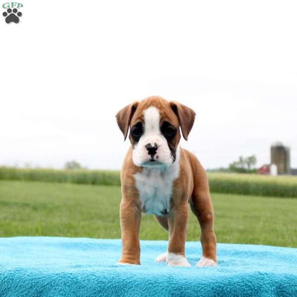 Sierra Mist, Boxer Puppy