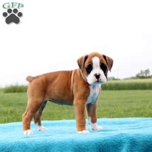 Sierra Mist, Boxer Puppy