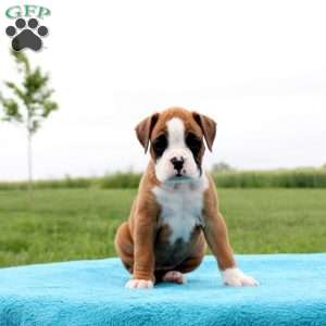 Sierra Mist, Boxer Puppy