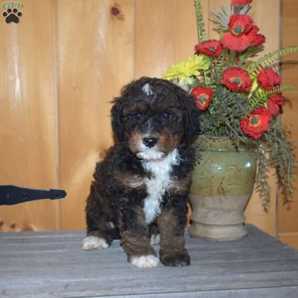 Simba, Mini Bernedoodle Puppy