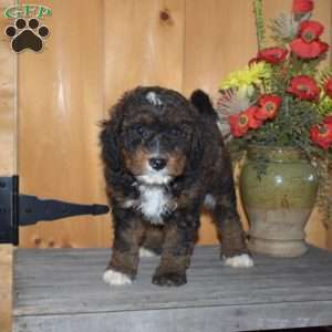 Simba, Mini Bernedoodle Puppy