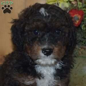 Simba, Mini Bernedoodle Puppy