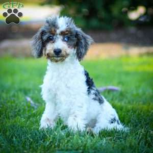 Simba, Cavapoo Puppy