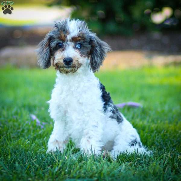 Simba, Cavapoo Puppy