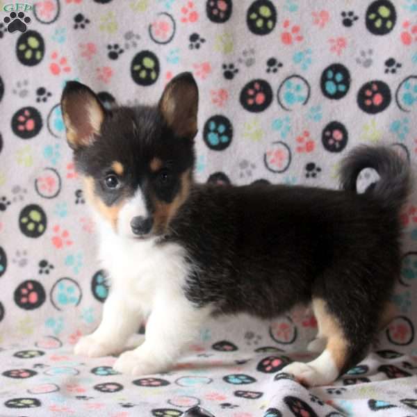Simon, Pembroke Welsh Corgi Puppy