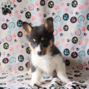 Simon, Pembroke Welsh Corgi Puppy