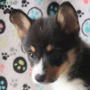 Simon, Pembroke Welsh Corgi Puppy