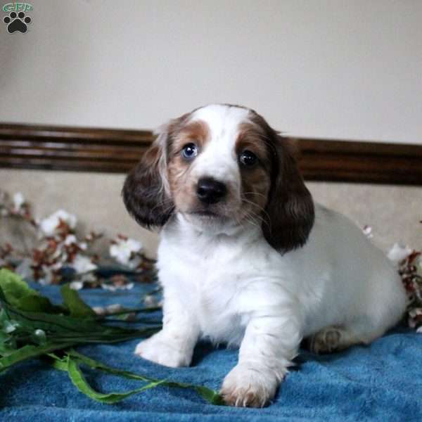Simon-Mini, Dachshund Puppy