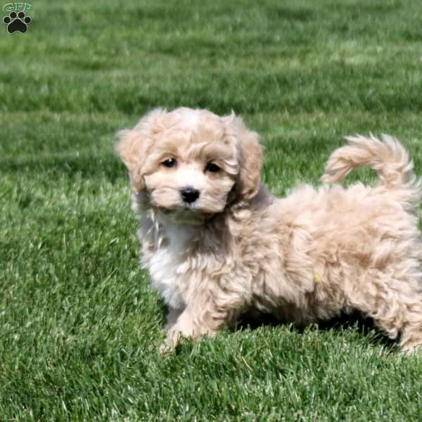 Simon, Bich-Poo Puppy