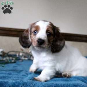 Simon-Mini, Dachshund Puppy