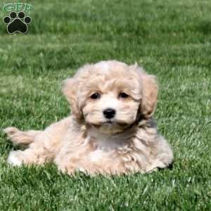 Simon, Bich-Poo Puppy