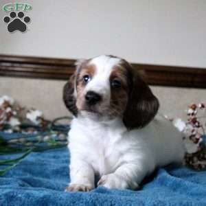 Simon-Mini, Dachshund Puppy
