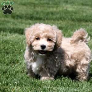 Simon, Bich-Poo Puppy