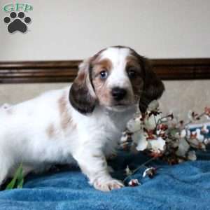 Simon-Mini, Dachshund Puppy