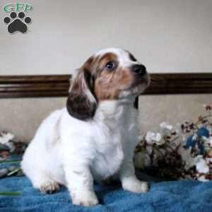 Simon-Mini, Dachshund Puppy