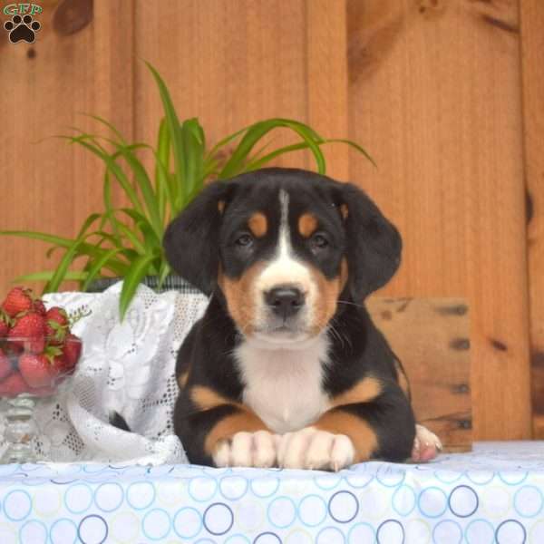 Sky, Greater Swiss Mountain Dog Puppy