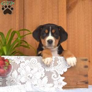 Sky, Greater Swiss Mountain Dog Puppy