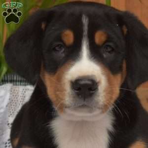 Sky, Greater Swiss Mountain Dog Puppy